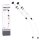 2x TECPO Handpumpe 200 ml